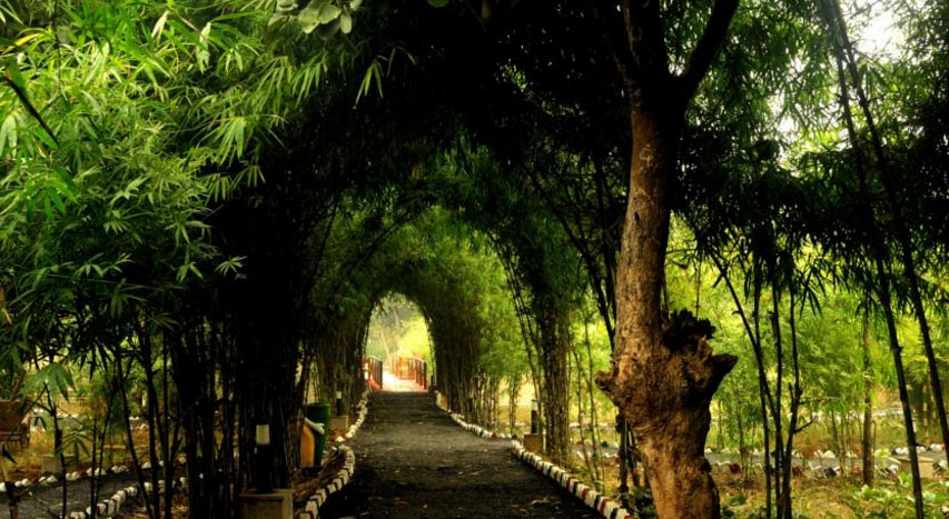 Lemon Tree Wildlife Resort in Bandhavgarh
