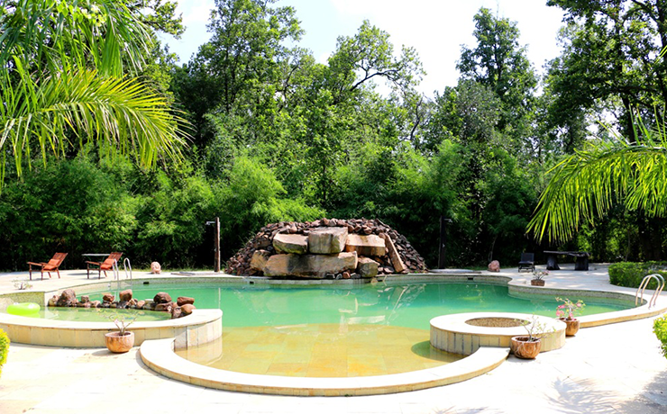 Roaring Salvan County in Bandhavgarh