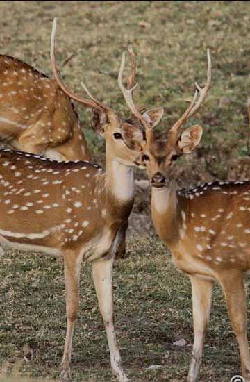 Wildlife Tour Packages Madhya Pradesh